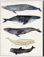 Framed Whale Chart II