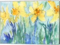 Framed Daffodil Blooms II