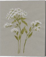 Framed White Field Flowers IV