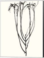 Framed Naive Flower Sketch II