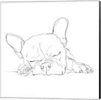 Framed French Bulldog Contour I