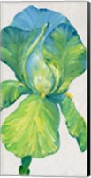 Framed Iris Bloom in Green II
