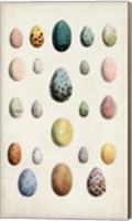 Framed Antique Bird Eggs II
