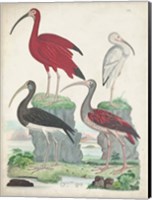 Framed Antique Heron & Waterbirds II