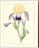 Framed Purple Irises II