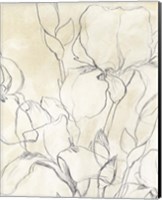 Framed Iris Garden Sketch II