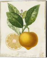 Framed 'French Lemon III' border=