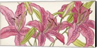 Framed Pink Lilies II