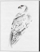 Framed Gyrfalcon I