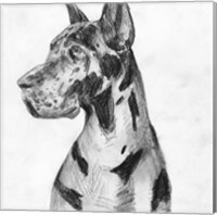 Framed Great Dane Portrait I