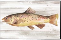 Framed Spotted Trout I