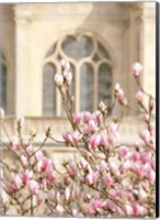 Framed Spring Magnolias In Paris