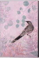 Framed Dusk Wattlebird in Pink