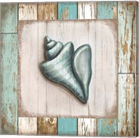 Framed 'Turquoise Seashell' border=