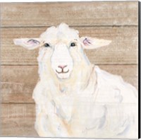 Framed 'Sheep' border=