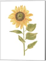 Framed Single Sunflower Portrait II