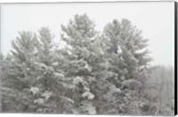 Framed Winter Pines