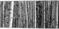 Framed Aspen Grove