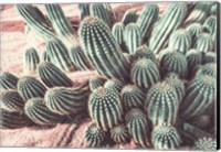 Framed Cactus Muted Burst