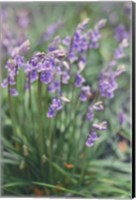 Framed Spring Flowers