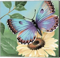 Framed Butterfly Flowers II