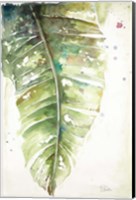 Framed Watercolor Plantain Leaves I