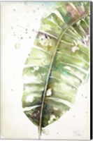Framed Watercolor Plantain Leaves II