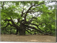 Framed Angel Oak Tree