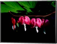 Framed Bleeding Heart