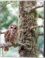Framed Mexican Spotted Owl