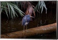 Framed Tricolored Heron