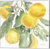 Framed 'Citrus Charm Lemons II' border=