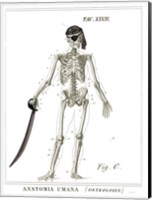 Framed Dandy Bones Pirate