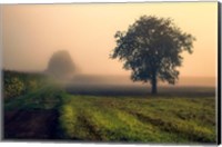 Framed Morning Mist