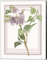 Framed Lilacs V