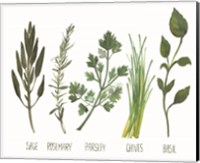 Framed Watercolor Herbs