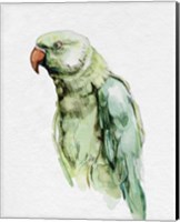Framed 'Bright Parrot Portrait I' border=
