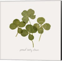 Framed Pressed Clover I