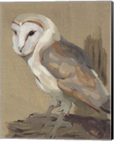 Framed Common Barn Owl Portrait II