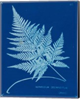 Framed 'Cyanotype Ferns II' border=