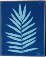 Framed Cyanotype Ferns III