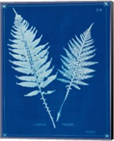 Framed Cyanotype Ferns VI