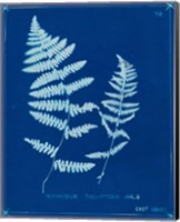 Framed Cyanotype Ferns VIII