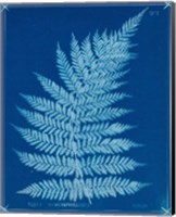 Framed Cyanotype Ferns IX