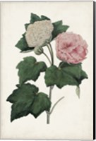 Framed Vintage Rose Clippings II