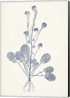 Framed Navy Botanicals VIII