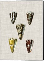 Framed Antique Shells on Linen VIII