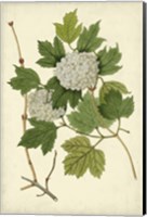 Framed Flowering Viburnum II