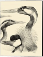 Framed Waterbird Sketchbook I