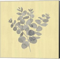 Framed 'Natural Inspiration Eucalyptus Gray & Yellow II' border=